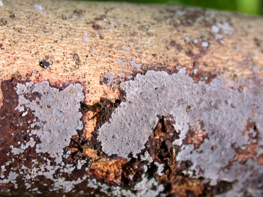 Da determinare (Peniophora limitata)